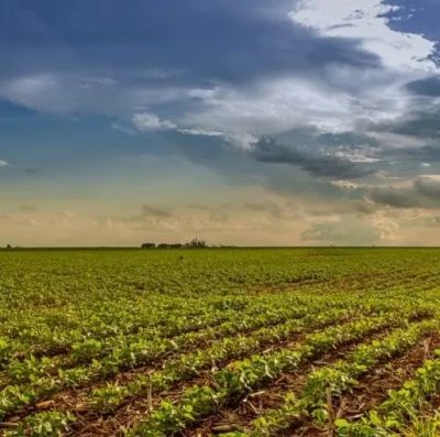 Agropecuária é destaque na economia de Goiás e dispara 20,1% em 2025, aponta IMB