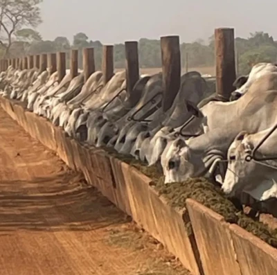 Exportações de carne bovina batem recorde em 2025 e Brasil alcança faturamento histórico