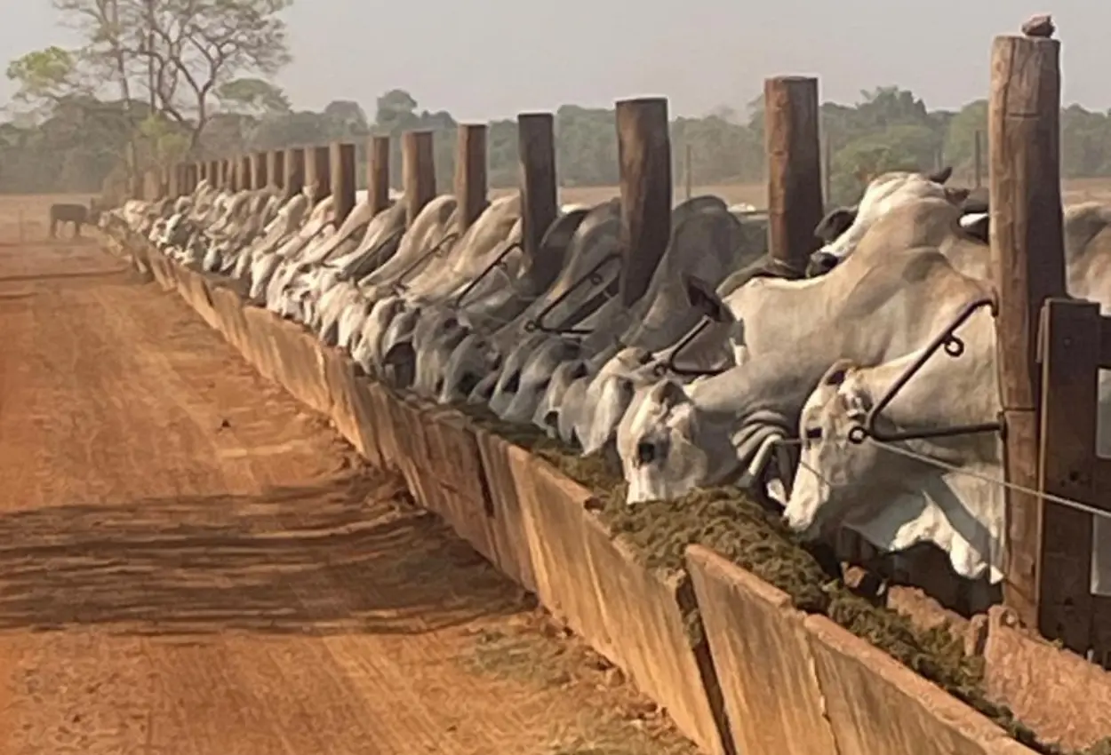 Exportações de carne bovina batem recorde em 2025 e Brasil alcança faturamento histórico