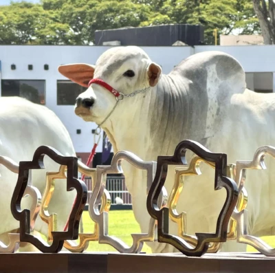 Flamboyant leva genética de elite à Expoinel Minas e mira novo protagonismo nacional em 2026