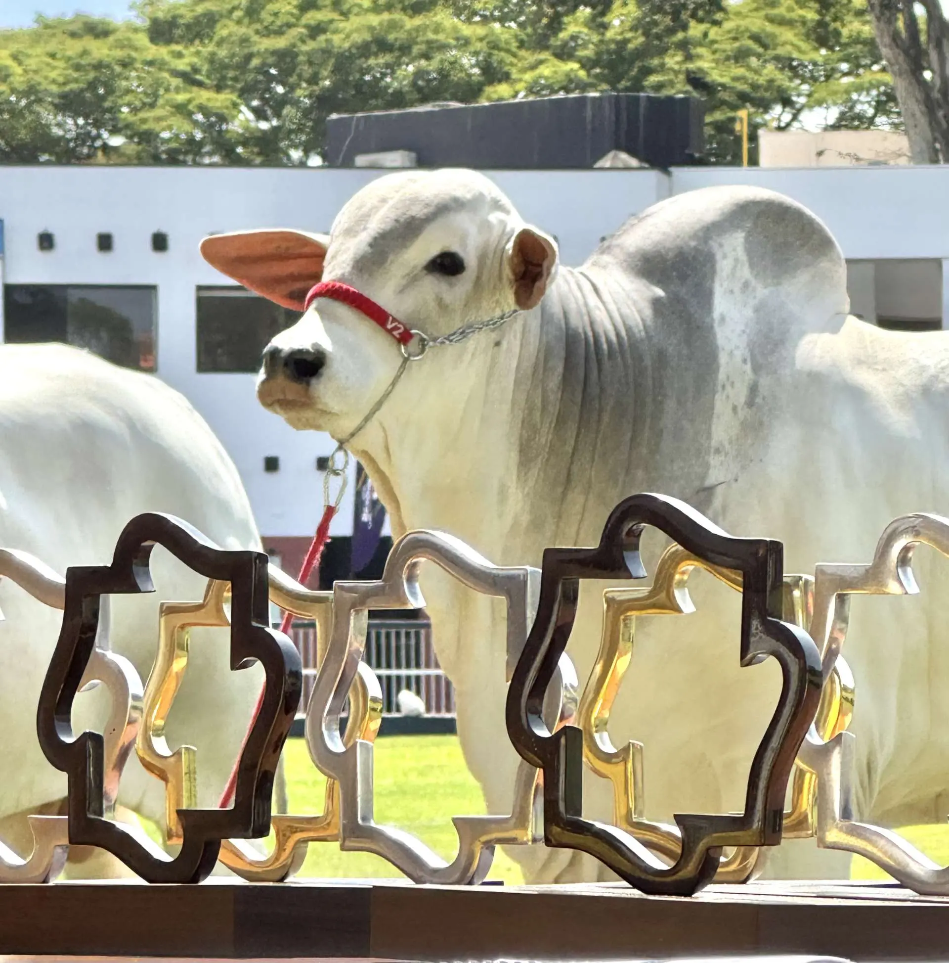 Flamboyant leva genética de elite à Expoinel Minas e mira novo protagonismo nacional em 2026