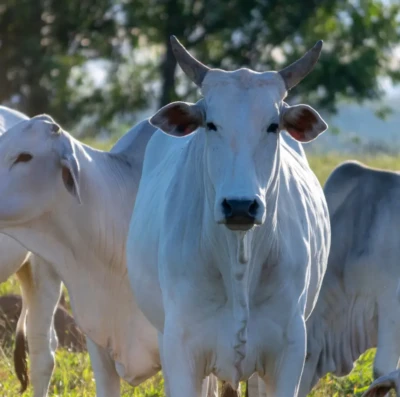Gado pode ganhar até 100g extras por dia se consumir água extremamente limpa; entenda