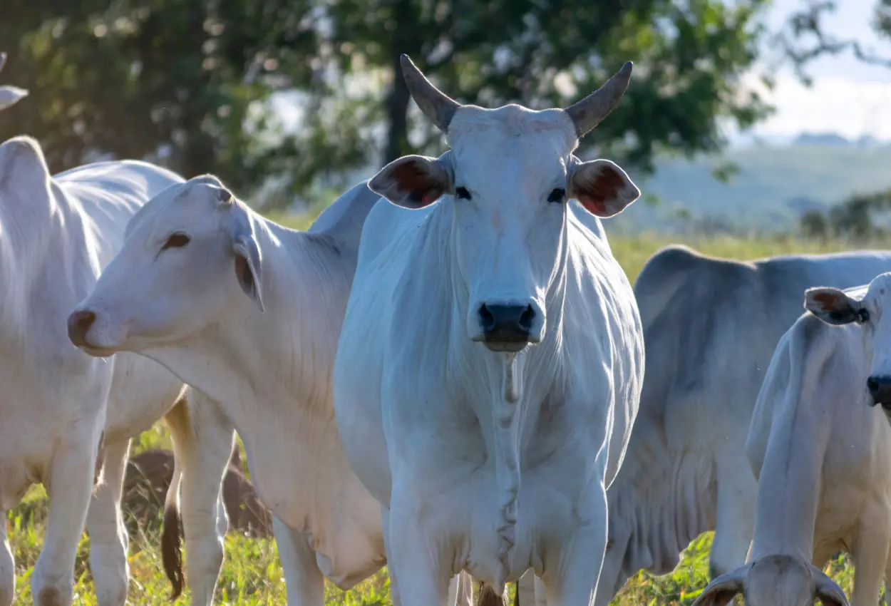 Gado pode ganhar até 100g extras por dia se consumir água extremamente limpa; entenda