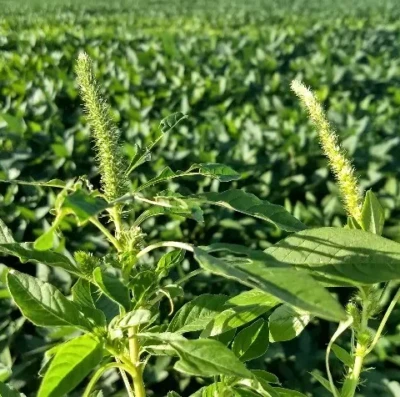 Alerta em Goiás praga que ameaça soja leva Agrodefesa a intensificar fiscalização nas lavouras