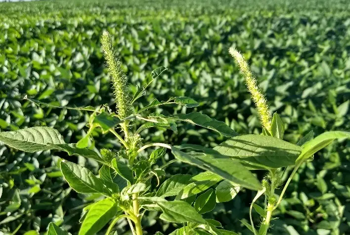 Alerta em Goiás praga que ameaça soja leva Agrodefesa a intensificar fiscalização nas lavouras