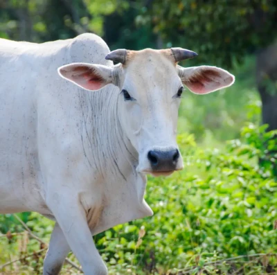 Boi gordo começa a semana com preços firmes e indústrias enfrentam dificuldade para alongar escalas