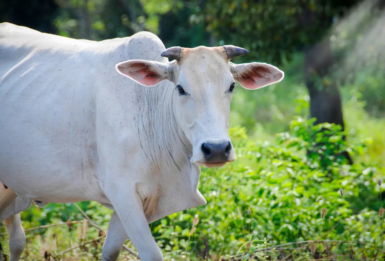 Boi gordo começa a semana com preços firmes e indústrias enfrentam dificuldade para alongar escalas