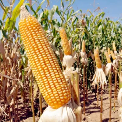 Chuvas intensas ameaçam milho safrinha em Goiás e elevam tensão nos preços na B3