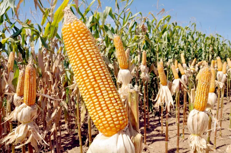 Chuvas intensas ameaçam milho safrinha em Goiás e elevam tensão nos preços na B3