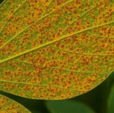 Ferrugem asiática volta a preocupar produtores em Goiás e mobiliza força tarefa