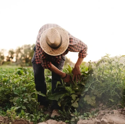 Goiás fecha 2025 com salto histórico de emprego rural e surpreende no ranking do agro