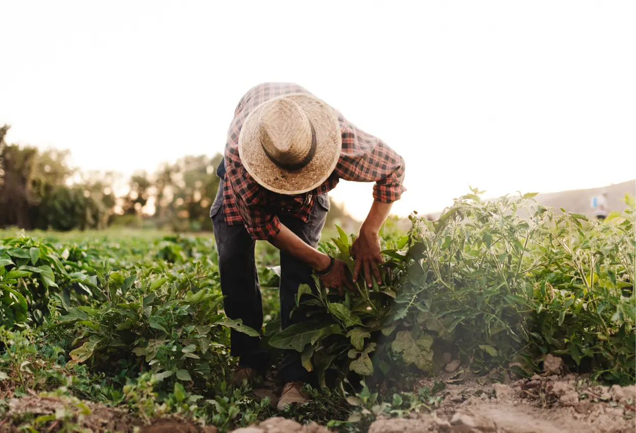 Goiás fecha 2025 com salto histórico de emprego rural e surpreende no ranking do agro