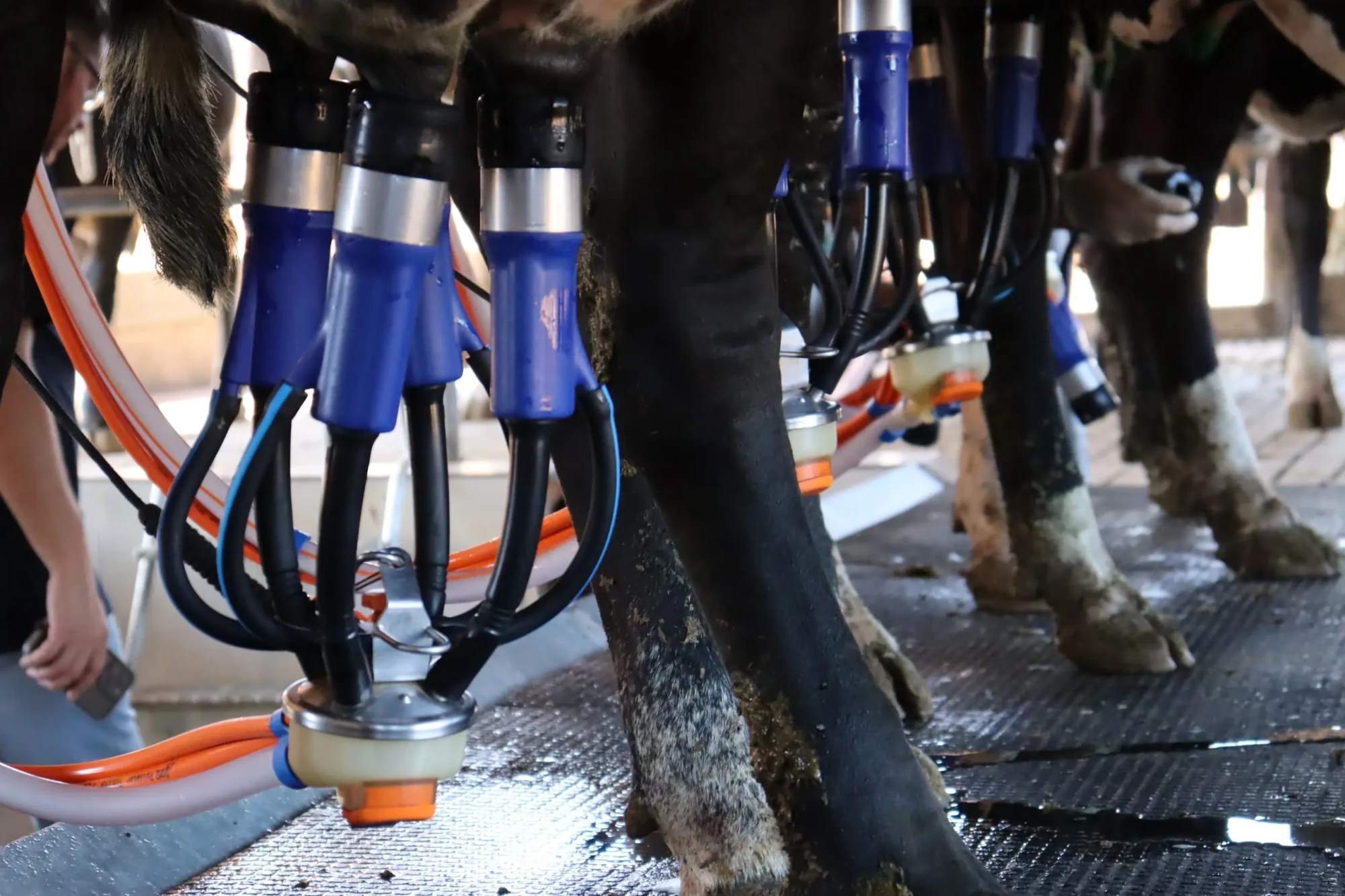 Governo de Goiás lança novo edital do PAA Leite 2026