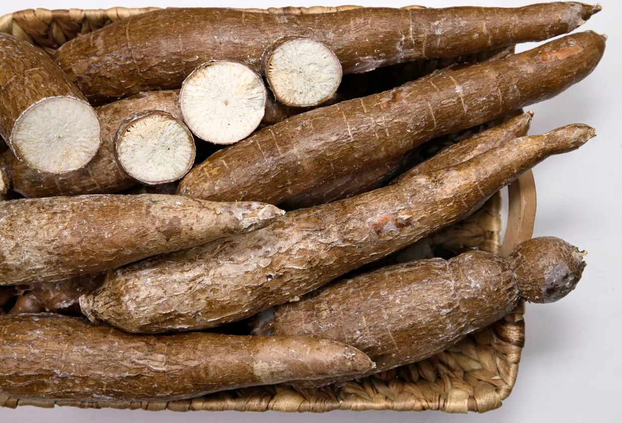 Produção de mandioca cresce em Goiás e impulsiona o setor