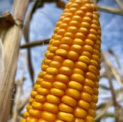 Segunda safra de milho desafia produtores e exige decisões rápidas para garantir produtividade em 2026