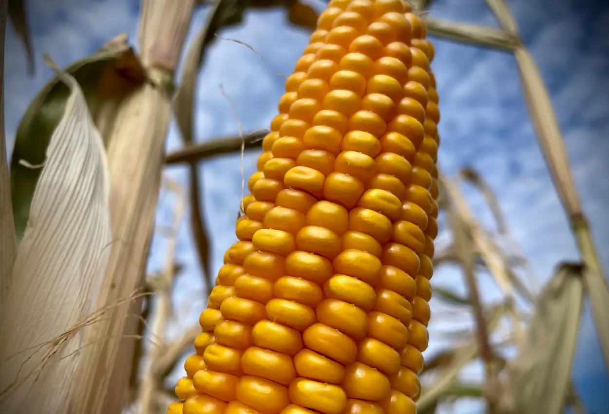 Segunda safra de milho desafia produtores e exige decisões rápidas para garantir produtividade em 2026