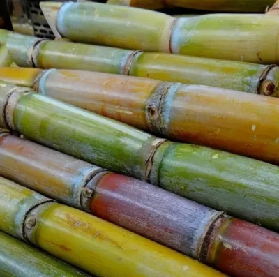 Açúcar no mundo caminha para superávit mínimo em 202526 após cortes na produção de Índia e ajustes no Brasil