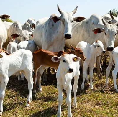 Agro brasileiro bate recordes históricos em 2025 com alta no abate e produção de leite