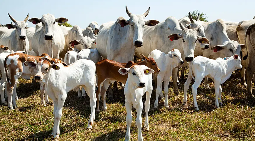 Agro brasileiro bate recordes históricos em 2025 com alta no abate e produção de leite