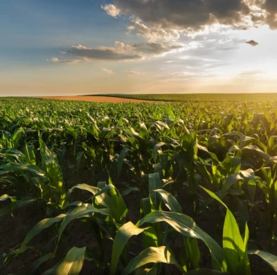 Agro dispara em 2025 e puxa economia brasileira com alta de 11,7% no PIB