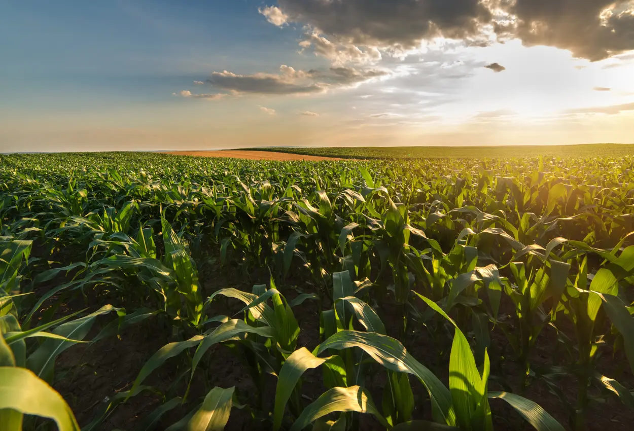 Agro dispara em 2025 e puxa economia brasileira com alta de 11,7% no PIB