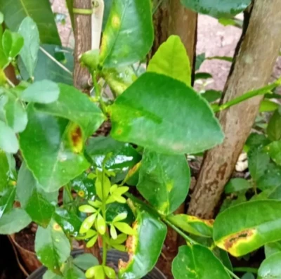 Agrodefesa destrói mudas sem documentação e contaminadas com cancro cítrico em Itumbiara