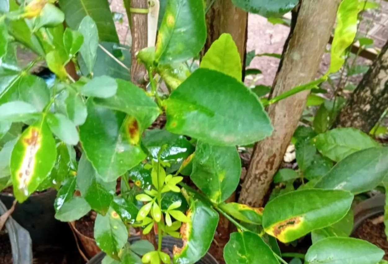 Agrodefesa destrói mudas sem documentação e contaminadas com cancro cítrico em Itumbiara