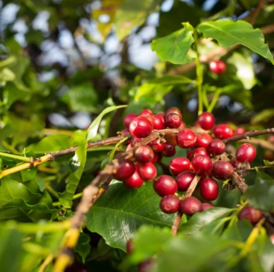 Café de Goiás deve bater recorde histórico e movimentar R$ 827,9 milhões em 2026