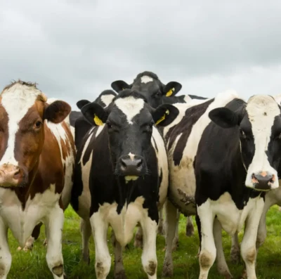 Caravana do Agro Exportador chega a Goiânia para aproximar pecuaristas das oportunidades no mercado internacional