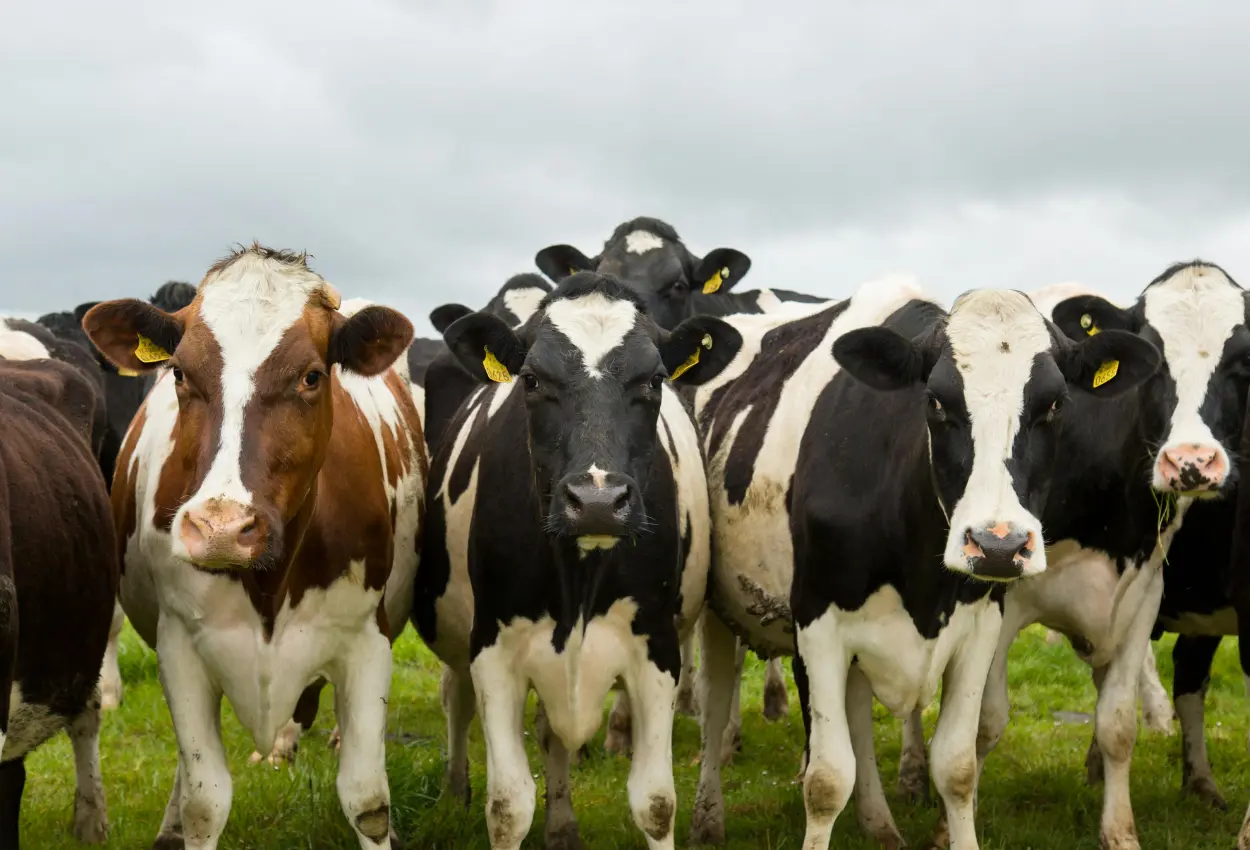 Caravana do Agro Exportador chega a Goiânia para aproximar pecuaristas das oportunidades no mercado internacional