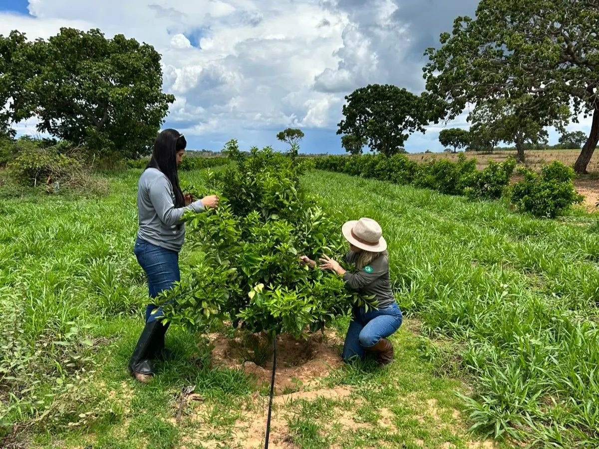 Goiás amplia combate a pragas agrícolas com acordo entre Agrodefesa e UFG