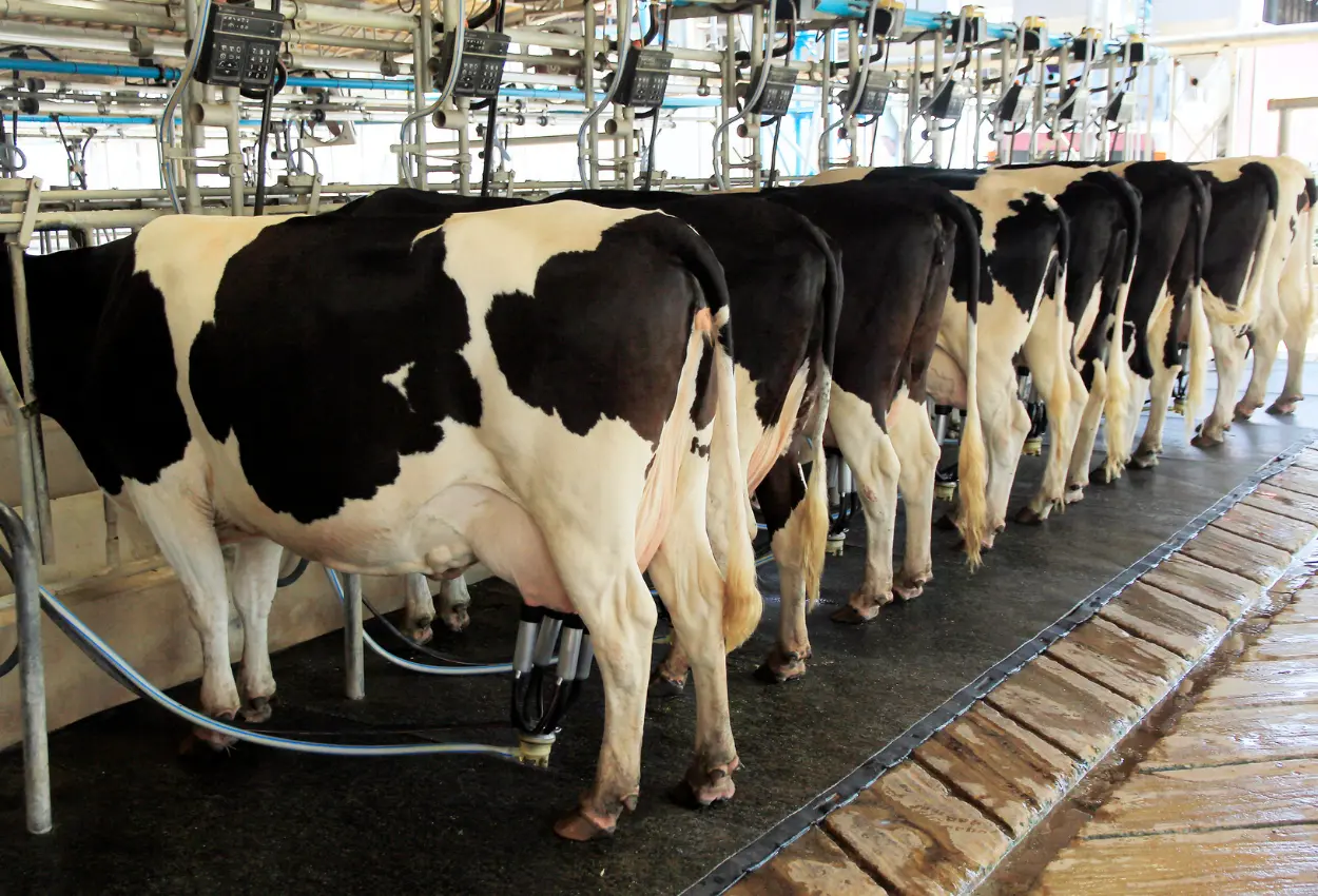 Preços dos lácteos sobem e puxam alta no mercado em Goiás