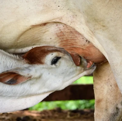 Abril Laranja acende alerta na pecuária e expõe desafios no desmame de bezerros no Brasil
