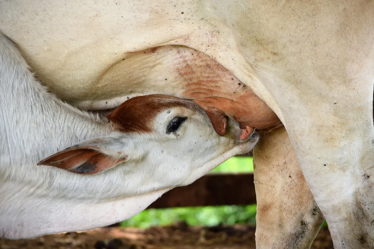 Abril Laranja acende alerta na pecuária e expõe desafios no desmame de bezerros no Brasil