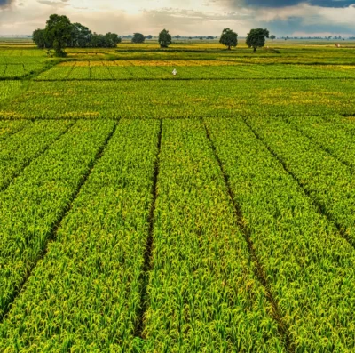 Acordo Mercosul-União Europeia abre portas para o agro brasileiro e impulsiona Goiás