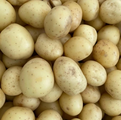 Batata inglesa em Goiás cresce acima da média e projeta recuperação econômica em 2026