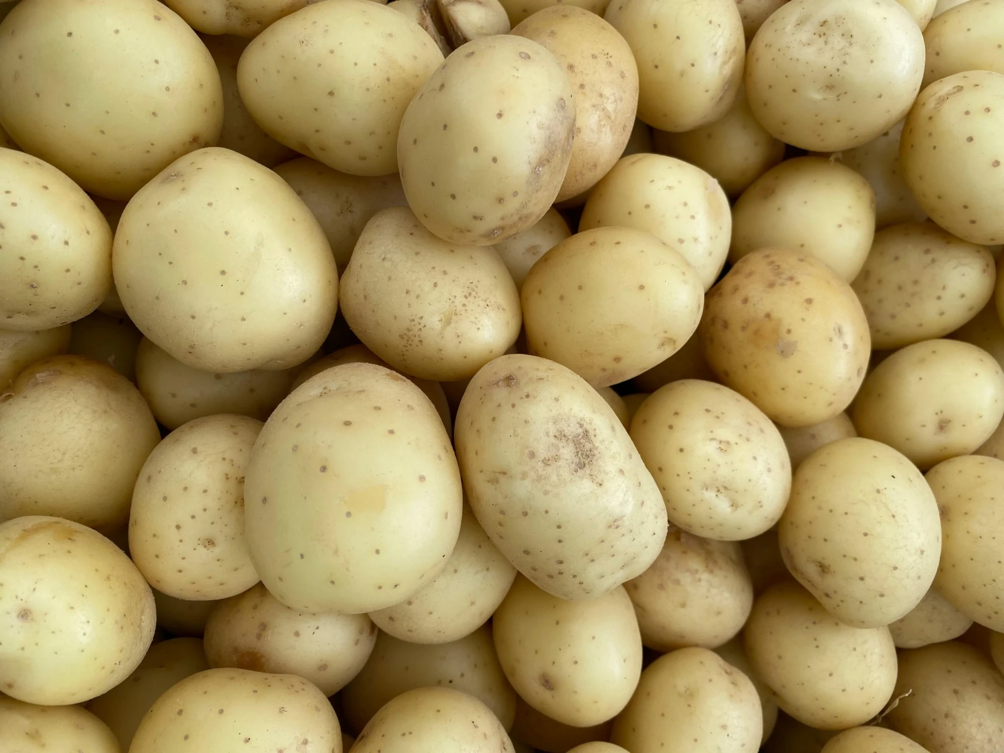 Batata inglesa em Goiás cresce acima da média e projeta recuperação econômica em 2026