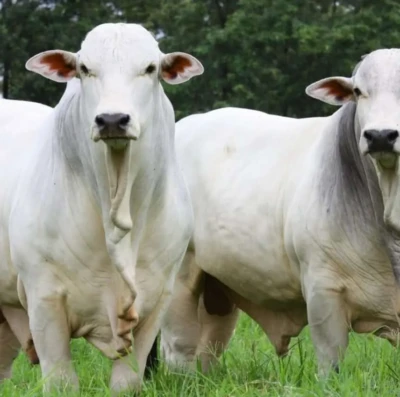 Boi gordo em alta expõe quem lucra de verdade na pecuária brasileira