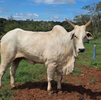 Bovinocultura em Goiás deve faturar R$ 23,7 bilhões em 2026 e impulsionar economia do estado