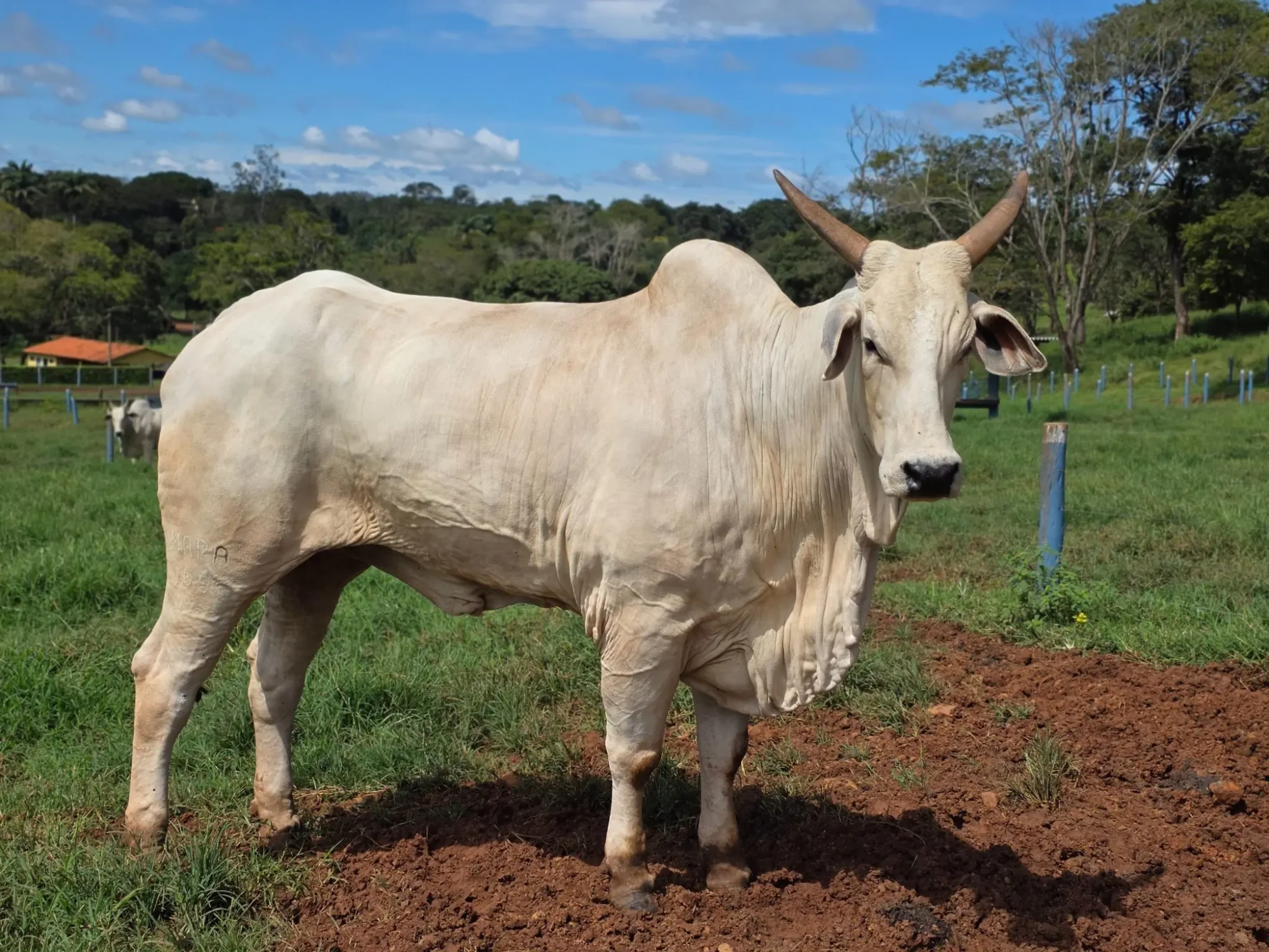 Bovinocultura em Goiás deve faturar R$ 23,7 bilhões em 2026 e impulsionar economia do estado