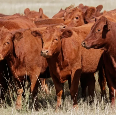 Declaração de Rebanho 2026 em Goiás tem prazo definido; veja datas e como fazer