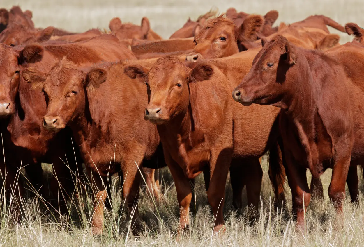 Declaração de Rebanho 2026 em Goiás tem prazo definido; veja datas e como fazer