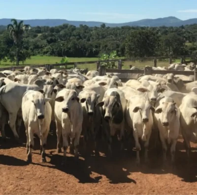 Economia de Goiás acelera crescimento com força do agro e avanço das exportações em 2025