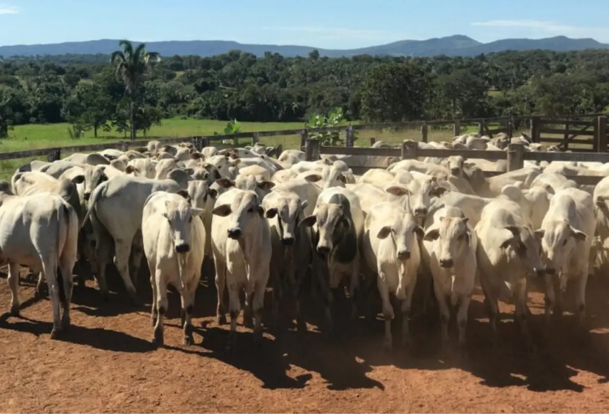 Economia de Goiás acelera crescimento com força do agro e avanço das exportações em 2025
