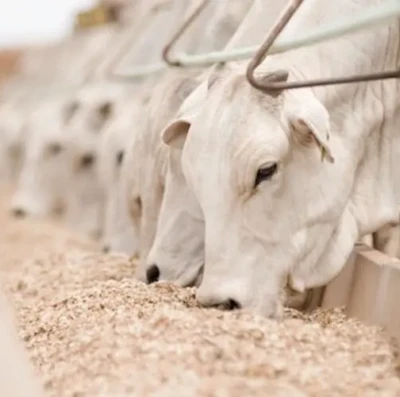 Elevação do confinamento impulsiona produção de ração e transforma pecuária no Brasil