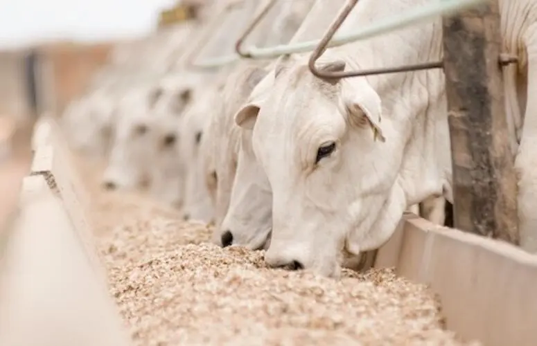 Elevação do confinamento impulsiona produção de ração e transforma pecuária no Brasil