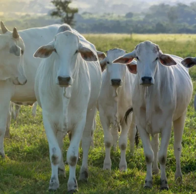Gestão pecuária ganha novo rumo com tecnologia que une custos, mercado e produção