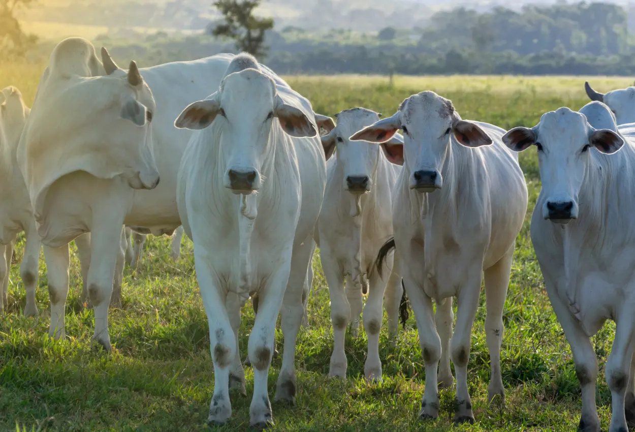 Gestão pecuária ganha novo rumo com tecnologia que une custos, mercado e produção