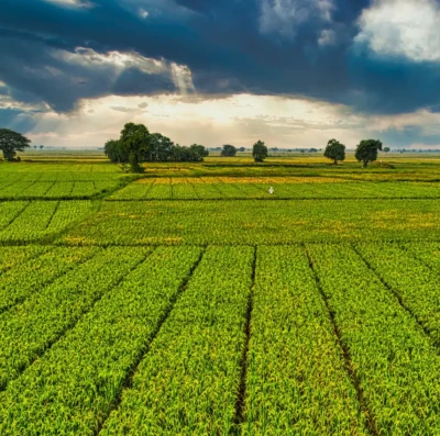 Nova tributação no agro muda preços, contratos e lucros no campo