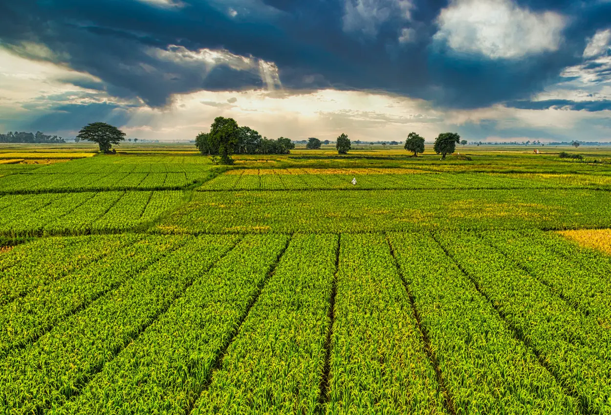 Nova tributação no agro muda preços, contratos e lucros no campo